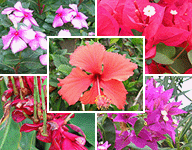 ハワイの花々