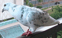 鳩